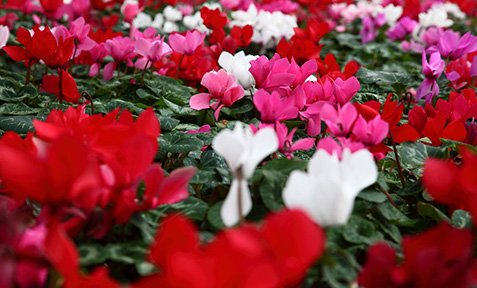 Planter ses cyclamens : une large sélection vous attend chez nous !