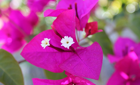 Entretenir ses bougainvilliers : comment les tailler ?